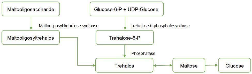 Three biosynthesis pathways of trehalose production.