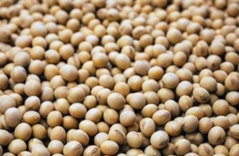 Bean Starch Manufacture Service