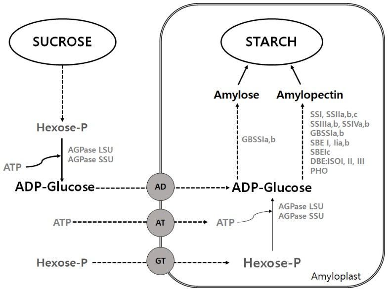 Starch biosynthesis pathway.