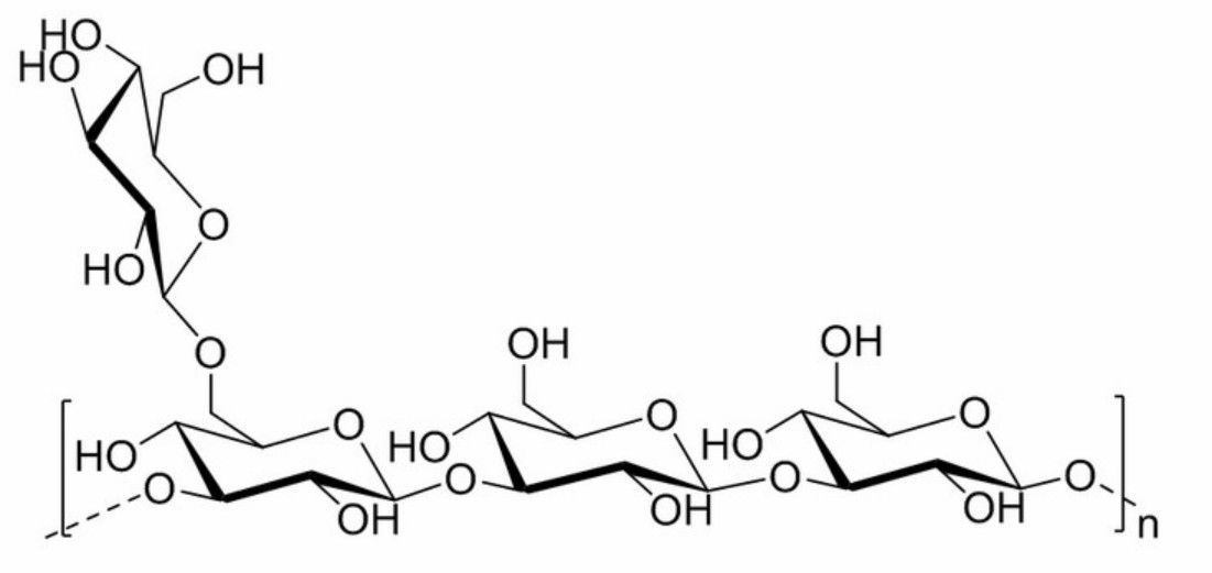 The main structure of grifolan.