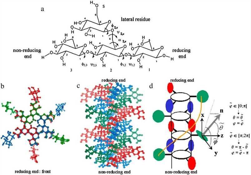 Repeating tetra-saccharide monomer and triple helix of schizophyllan.